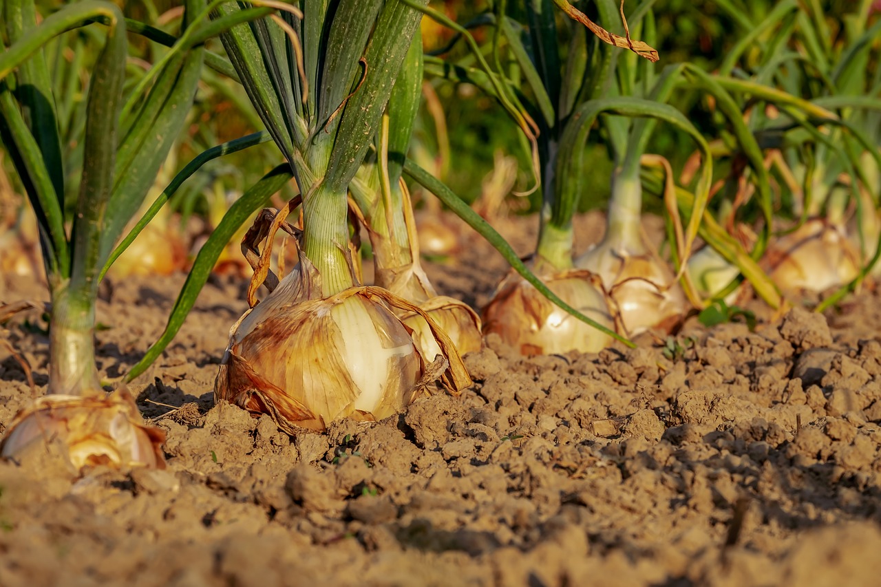 secteur agro alimentaire